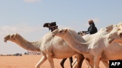 Seorang penggembala unta Saudi memimpin hewannya saat berlangsunya Festival Unta tahunan Raja Abdulaziz di gurun Rumah, timur laut ibu kota Saudi, Riyadh, 10 Januari 2023. (Fayez Nureldine/AFP)