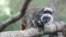 Foto sa a ke Zoo Dallas la pataje ak lapres montre yon makak Anpre Tamarin kap viv nan zoo a. 