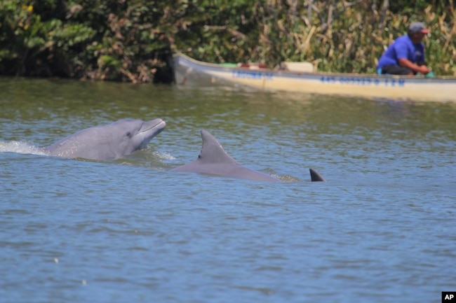 In this 2018 photo provided by Oregon State University, a group of dolphins swims towards fishers at the Tubarão river, in Brazil. (Alexandre Machado/Universidade Federal de Santa Catarina via AP)