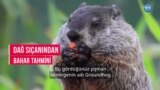 Dağ Sıçanından Bahar Tahmini
