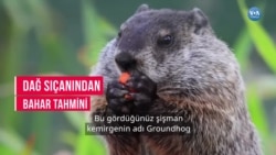 Dağ Sıçanından Bahar Tahmini

