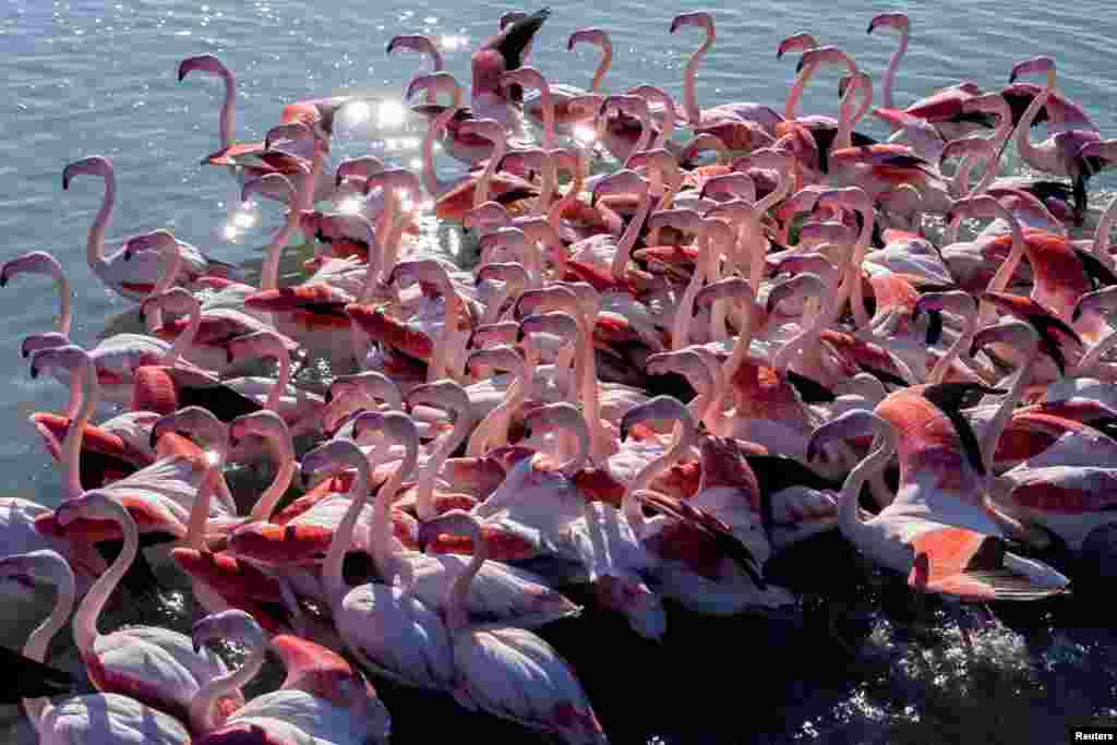 Фламингоси во заштитеното подрачје Вјоса-Нарте во Валона, Албанија, 28 јануари 2023 година.