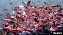FILE - Flamingos are seen at the Vjosa-Narte Protected area in Vlora, Albania, Jan. 28, 2023. 