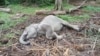 Anak Gajah Sumatra di Riau Mati Terserang Virus
