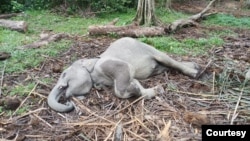 Gajah Sumatra berusia 2 tahun dan 4 bulan yang ditemukan mati di unit konservasi Taman Wisata Alam Buluh Cina, Kabupaten Kampar, Provinsi Riau. Rabu 11 Januari 2023. (Courtesy: BBKSDA Riau)