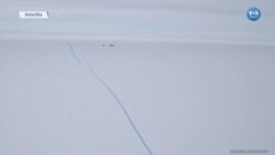 Antarktika'da Londra Büyüklüğünde Buzul Koptu
