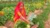 Thumbnail for TVPKG-TV INDIA FARM VENTURE