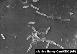 الیکٹران مائیکروسکوپ کے ذریعے حاصل ہونے والی اس تصویر میں بیکٹریا کو دیکھا جا سکتا ہے۔ یکم فروری 2023