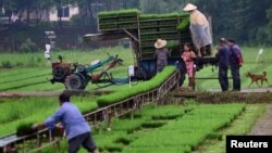 Suasana di sebuah ladang pertanian di Jinhua, provinsi Zhejiang, China, 3 Juni 2019. (Foto: dok).