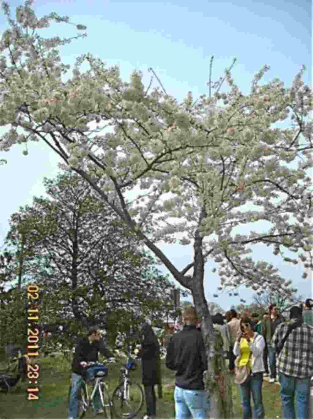 فستیوال شکوفه های گیلاس در واشنگتن ۲۰۱۱