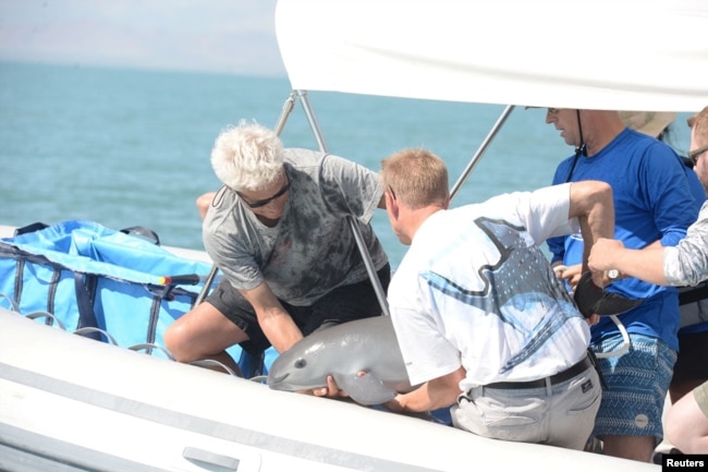 FILE - Scientists return a vaquita, a tiny stubby-nosed porpoise on the verge of extinction, into the ocean as part of a conservation project, in the Sea of Cortez, Baja California, Mexico October 18, 2017. (Semarnat/Handout via REUTERS)