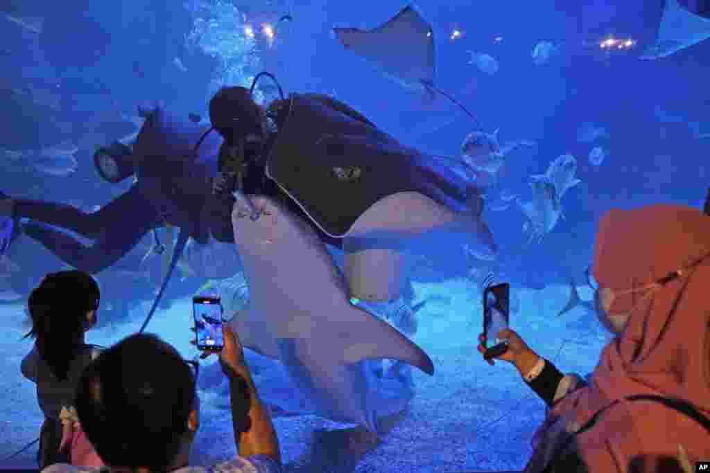 People use their mobile phones to take videos as divers feed fish at Jakarta Aquarium and Safari during the first week of Ramadan in Jakarta, Indonesia.