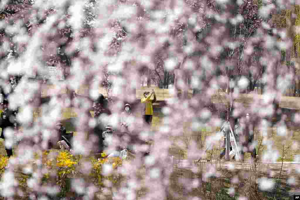 Visitors are seen through cherry blossoms at a park in Goyang, South Korea.