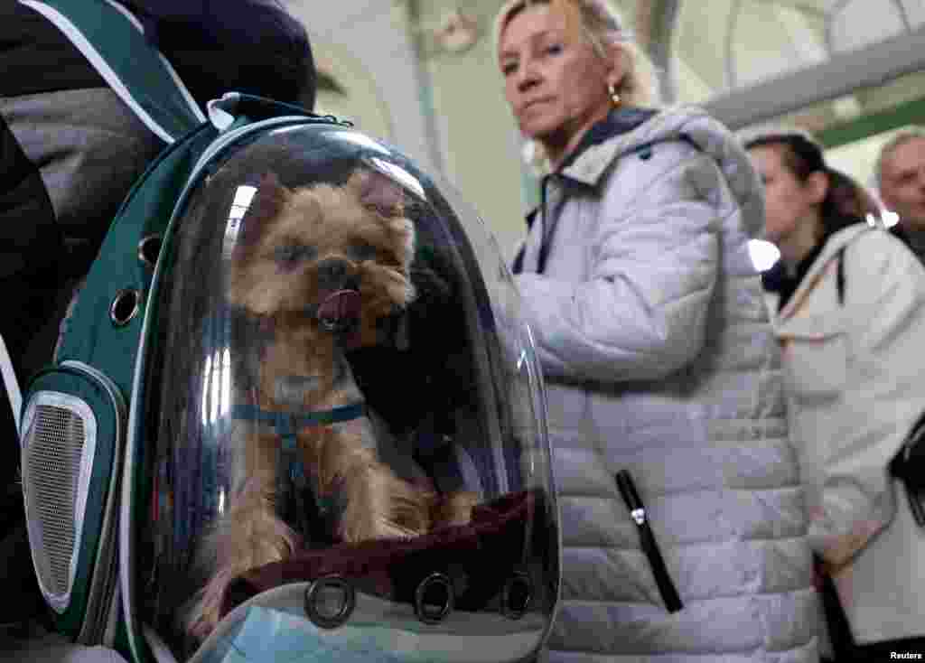 A Ukrainian refugee dog is seen in a backpack after arriving on a train from Odesa at Przemysl Glowny train station in Poland, after fleeing the Russian invasion of Ukraine. ( REUTERS/Leonhard Foeger)