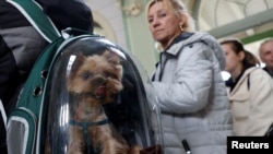 A Ukrainian refugee dog is seen in a backpack after arriving on a train from Odesa at Przemysl Glowny train station in Poland, after fleeing the Russian invasion of Ukraine.