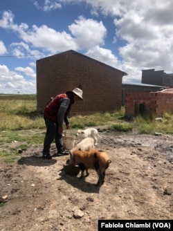 Mery Mamani atiende a sus animales en su comunidad de El Alto, Bolivia. Foto Fabiola Chiambi, VOA.