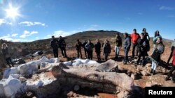 Residents and technicians look at the bones of a dinosaur at a farm in La Flecha, west of Argentina's Patagonian city of Trelew, May 16, 2014. Paleontologists have unearthed in Argentina what they say is the largest set of remains of a dinosaur ever found