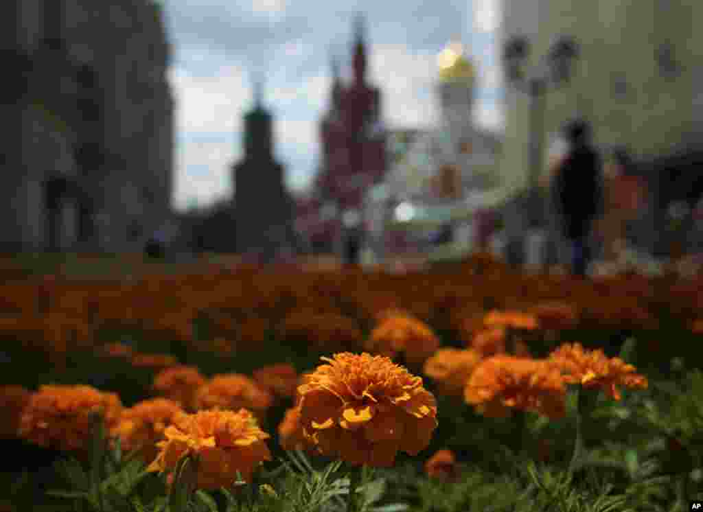 Hamparan bunga yang luas digelar untuk festival bunga di luar toko serba ada GUM di Lapangan merah, di Moskow, Rusia.