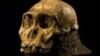 The cranium of the juvenile Australopithecus sediba found in Malapa, South Africa in 2008.
Photo: Brett Eloff, courtesy Lee Burger, University of Witwatersrand