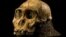 The cranium of the juvenile Australopithecus sediba found in Malapa, South Africa in 2008.
Photo: Brett Eloff, courtesy Lee Burger, University of Witwatersrand