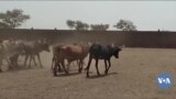 Banga ferela ka geleya, Koro marala , Avril 06, 2022