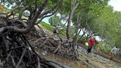 Mobilisation pour la protection de la mangrove béninoise 
