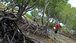 Restauration de la biodiversité autour du lac Boko-Zowla au Togo