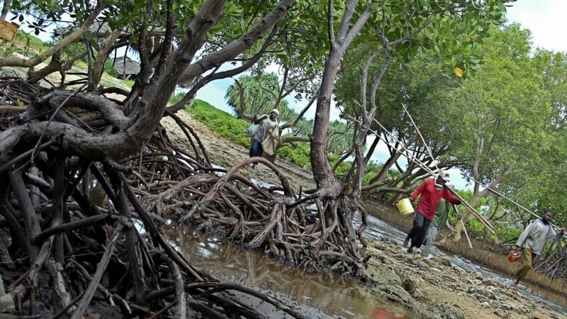 Mobilisation pour la protection de la mangrove béninoise