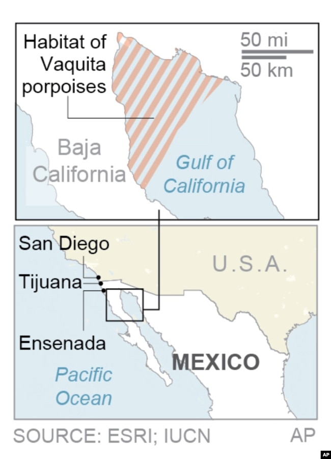 Habitat of vaquita porpoises in northern part of the Gulf of California. (AP graphic)