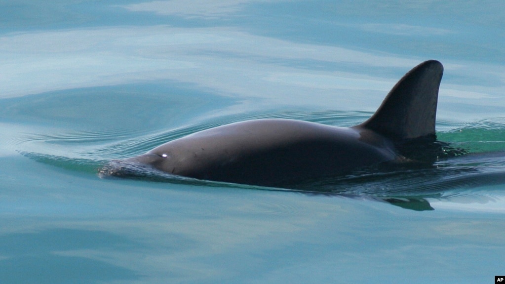 This undated photo provided by The National Oceanic and Atmospheric Administration shows a vaquita porpoise. On Thursday, July 26, 2018. (Paula Olson/NOAA via AP)