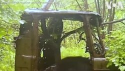 Ռուսաստանի ազգային արգելանոցում արջն ու վագրը հետաքրքրված են լքված մեքենայով