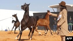 FILE — A participant along with her horse takes part in the National Championship of Libyan Arabian Horse (Elkheir Cup) on the outskirts of Tripoli on March 3, 2024.