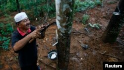 FILE - Roslai Hasan makes incisions on a rubber 