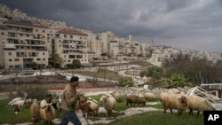 FILE - A Palestinian shepherd in Har Homa, an Israeli settlement in east Jerusalem that Israel considers a neighborhood of its capital, Feburary 23, 2023. Critics say the two-state solution fails to recognize changing conditions in the region and maintains a costly-status quo.