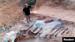 دنده‌های دایناسور فسیل شده در پومبال پرتغال