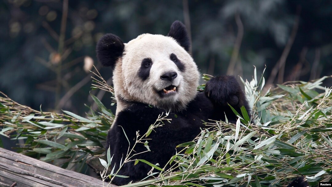 Panda raksasa Er Shun di kebun binatang di Chongqing, 11 Februari 2012. (Foto: dok. REUTERS/Chris Wattie) 