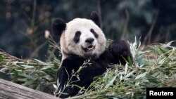 Panda raksasa Er Shun di kebun binatang di Chongqing, 11 Februari 2012. (Foto: dok. REUTERS/Chris Wattie) 