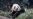 Dua Bayi Panda Dilahirkan di Kebun Binatang Toronto