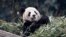 Panda raksasa Er Shun di kebun binatang di Chongqing, 11 Februari 2012. (Foto: dok. REUTERS/Chris Wattie) 