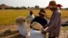 FILE - Farmers collect rice in a rice paddy field in Kandal province, Cambodia, Feb. 11, 2015. 