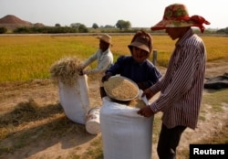 Farmers collect rice in a rice paddy field in Kandal province, Cambodia, Feb. 11, 2015.