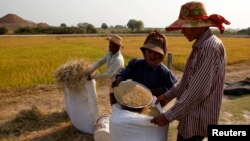 FILE - Farmers collect rice in a rice paddy field in Kandal province, Cambodia, Feb. 11, 2015. 