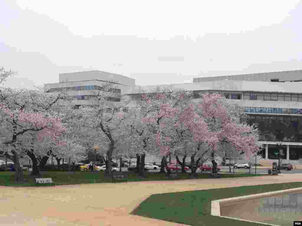 華府街道到處都有櫻花。（美國之音張皓程攝）