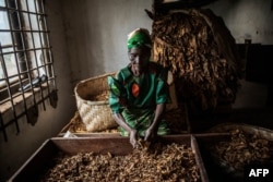 FILE - A Malawian tobacco farm employee is at work during a grading process at a tobacco farm in Zomba Municipality, Malawi, May 20, 2014.