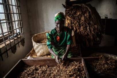 malawi tobacco industry Malawi President Proposes Switch from Growing Tobacco