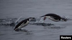 A pair of chinstrap penguins swim near Two Hummock Island, Antarctica, February 2, 2020.