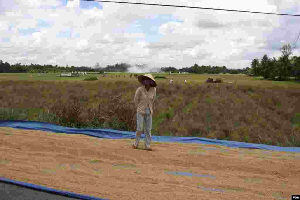 A woman stands by rice drying on a road by rice fields, Tien Giang, Vietnam, September 14, 2012. (D. Schearf/VOA)