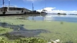 秘魯的的喀喀湖內大批魚類死亡