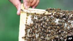 Cientos de abejas atacaron a dos conductoras accidentadas en una carretera en Los Ángeles.