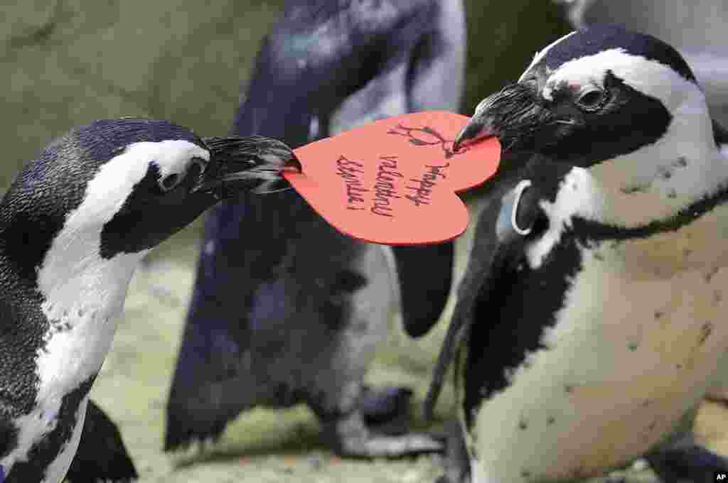 African penguins compete for a heart shaped valentine handed out by aquarium biologist Piper Dwight at the California Academy of Sciences in San Francisco, Feb. 12, 2019. The hearts were handed out to the penguins who naturally use similar material to build nests in the wild.